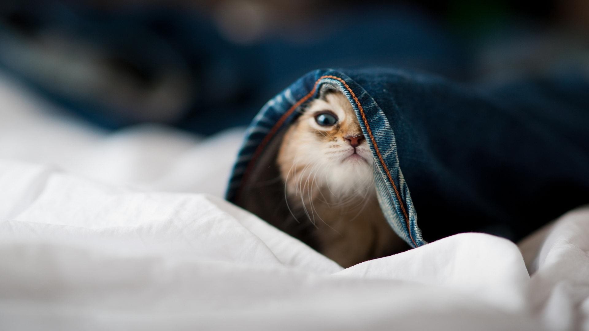 国际足球赛事线上直播突破，互动体验更丰富，国际足球赛场节目