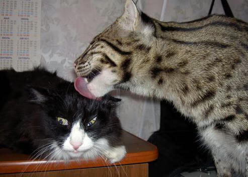 欧洲杯战术新风:变化多端,精彩纷呈!,欧洲杯技术分析