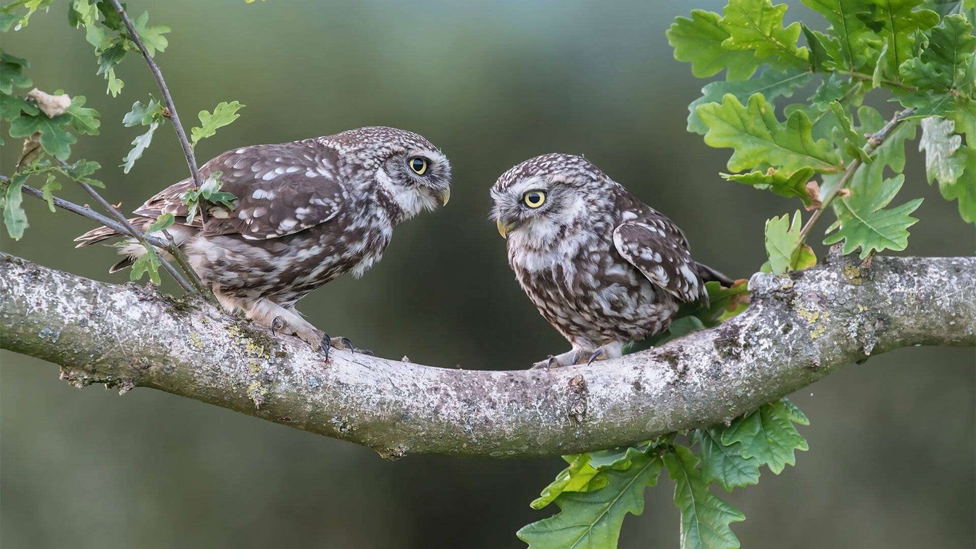 法甲新星崭露:未来领袖光芒四射!,法甲新logo