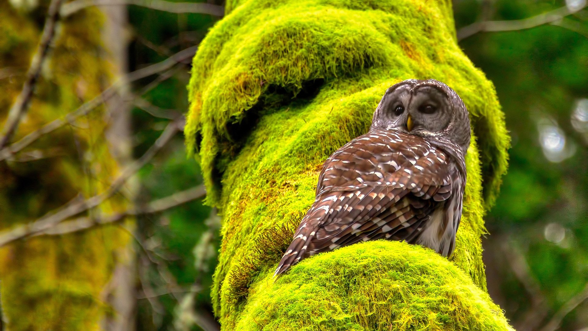 英超逆转传奇:最后一分钟创造神话!,英超逆袭夺冠