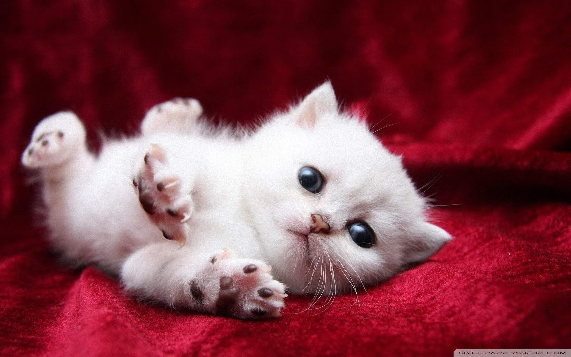 中国足球职业联赛提升赛事数字直播质量，国内足球联赛数据app